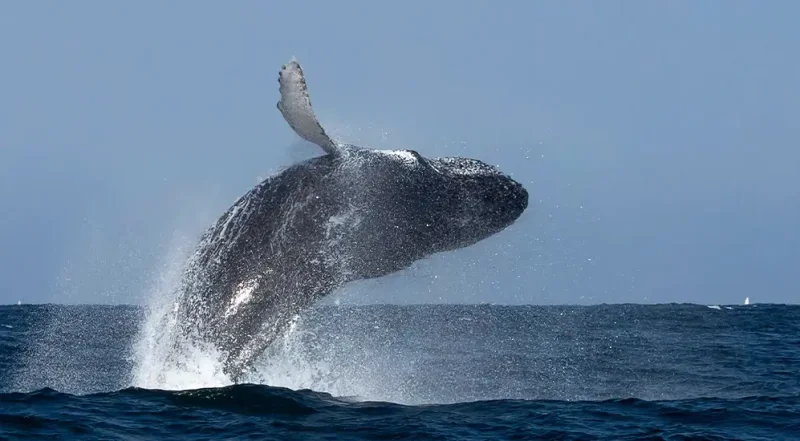 Temporada de ballenas jorobadas en Los Órganos y Máncora 2026